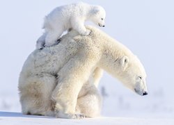Mały niedźwiadek polarny na grzbiecie niedźwiedzicy