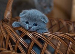 Mały szary kotek w koszyku