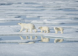 Mama z dwoma małymi niedźwiadkami polarnymi na krze