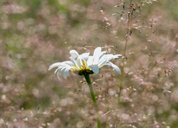 Margerytka, Trawa, Biały, Kwiat