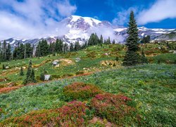 Park Narodowy Mount Rainier, Góry, Stratowulkan Mount Rainier, Drzewa, Łąka, Chmury, Stan Waszyngton, Stany Zjednoczone