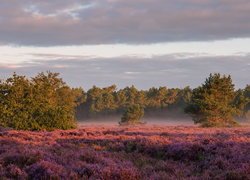 Drzewa, Wrzosowisko, Mgła, Wschód słońca, Loonse Hoek, Brabancja Północna, Holandia