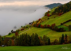 Mgła zachodząca na wzgórze i kolorowe drzewa