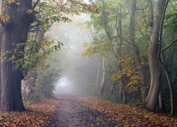 Mglista droga w jesiennym lesie