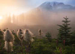 Park Narodowy Mount Rainier, Rośliny, Miądrzyga, Góra, Stratowulkan Mount Rainier, Drzewa, Przebijające światło, Mgła, Stan Waszyngton, Stany Zjednoczone