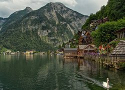 Austria, Miasteczko, Hallstatt, Góry, Alpy Salzburskie, Jezioro Hallstattersee, Domy, Łabędź
