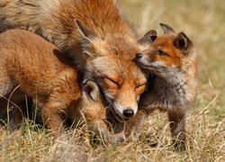 Młode liski z mamą