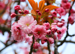 Kwiaty, Wiśnia japońska, Gałązka, Drzewo owocowe, Zbliżenie