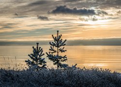 Młode sosny nad jeziorem o zachodzie słońca zimą