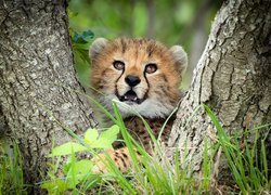 Młody gepard pomiędzy pniami drzew