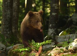 Młody niedźwiedź brunatny na kamieniach w lesie