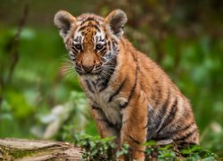 Młody tygrysek