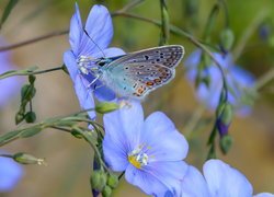 Modraszek ikar i niebieskie kwiaty lnu