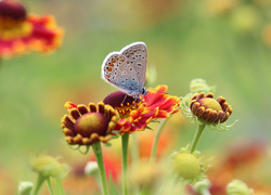 Modraszek ikar na kwiatach dzielżanu ogrodowego
