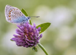 Modraszek ikar na kwiatku koniczyny