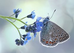 Motyl, Modraszek ikar, Kwiat, Niezapominajka, Makro