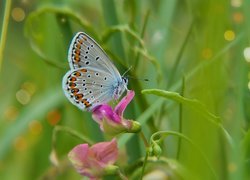 Modraszek ikar, Samiec, Motyl, Kwiat