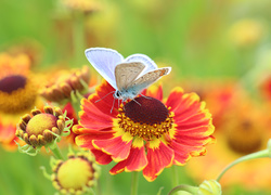 Modraszek ikar przyleciał na kwiat dzielżanu ogrodowego