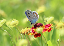 Modraszek ikar przysiadł na kwiatku dzielżanu ogrodowego