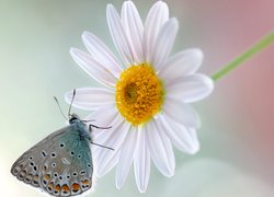 Motyl, Modraszek, Kwiat, Margerytka, Makro