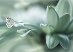 Modraszek przegląda się w kropli wody na płatku białego kwiatka