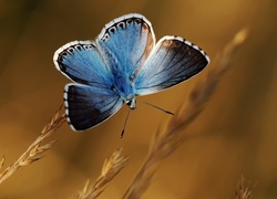 Niebieski, Motyl, Modraszek wieszczek