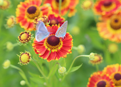 Dzielżan ogrodowy, Czerwone, Kwiaty, Motyle, Modraszki