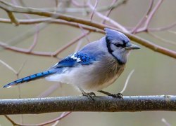 Niebieski, Ptak, Modrosójka błękitna, Gałązki
