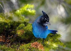 Ptak, Modrosójka błękitna, Gałązki