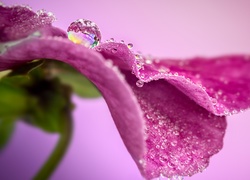 Mokre płatki różowego kwiatu z kroplami wody