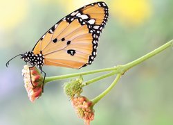 Motyl, Monarcha złocisty, Roślina, Makro