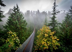 Most pośród drzew we mgle