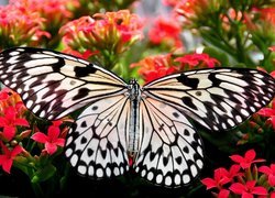 Czarno-biały, Motyl, Kwiaty, Zbliżenie