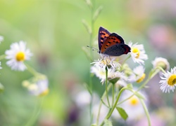 Motyl czerwończyk nieparek usiadł na kwiatkach przymiotna białego