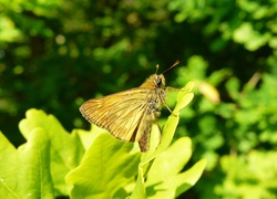 Motyl karłątek kniejnik na letnim listku
