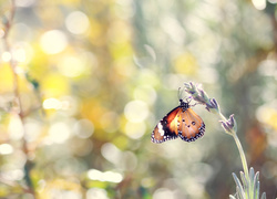 Motyl monarcha na kwiatku lawendy