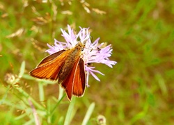 Motyl, Karłątek kniejnik, Kwiat