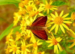 Motyl na żółtych kwiatach