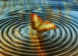 Motyl nad wodą