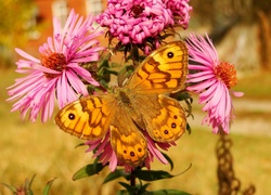 Motyl osadnik megera wśród różowych kwiatów