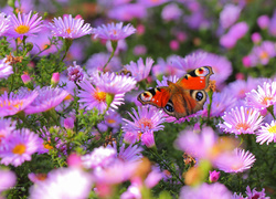 Motyl rusałka pawik na fioletowych astrach