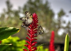 Motyle na czerwonej roślince