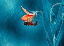 Mrówka na kwiatku w deszczu