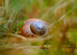 Muszla ślimaka w trawie