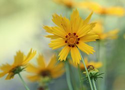 Żółte, Kwiaty, Nachyłek lancetowaty