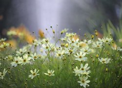 Nachyłek okółkowy, Jasnożółte, Kwiaty