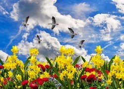 Wiosna, Kwiaty, Narcyzy żonkile, Ptaki, Gęsi, Niebo, Chmury Narcyz