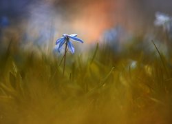 Niebieska cebulica syberyjska w trawie