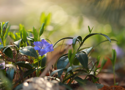 Barwinek pospolity, Niebieski, Kwiat