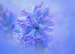 Kwiat, Niebieski, Hiacynt, Zbliżenie
